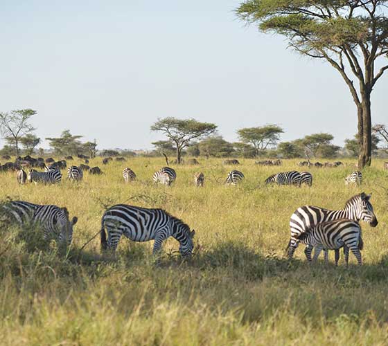central serengeti tours 2