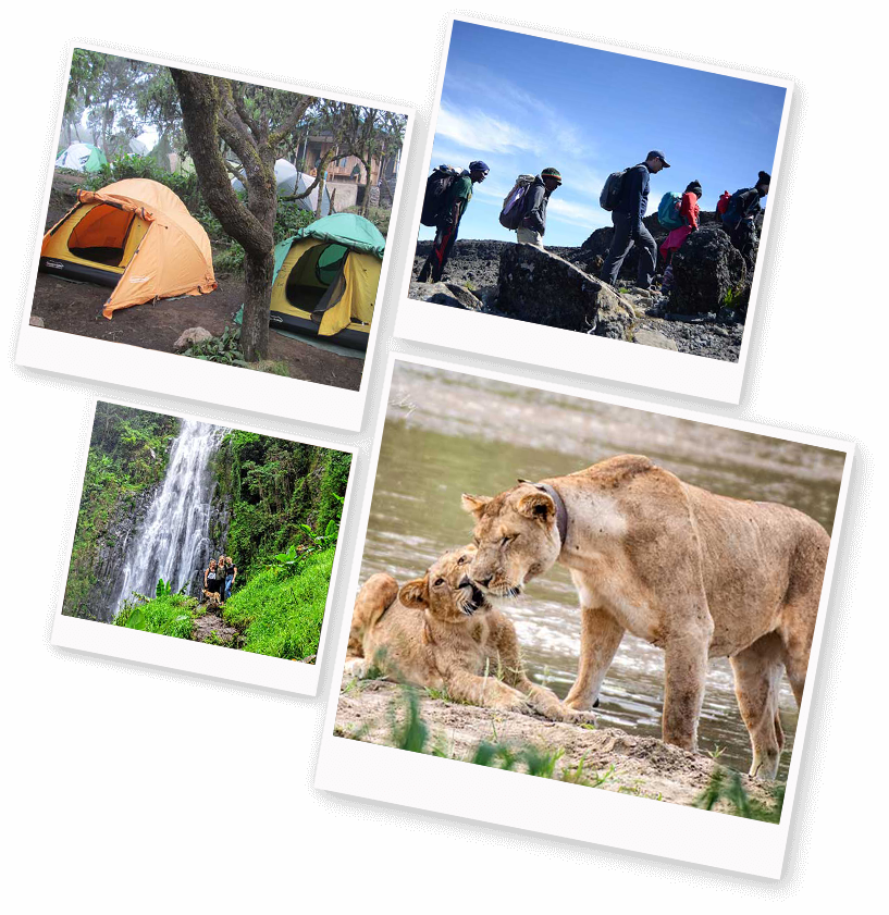 Collage contac
