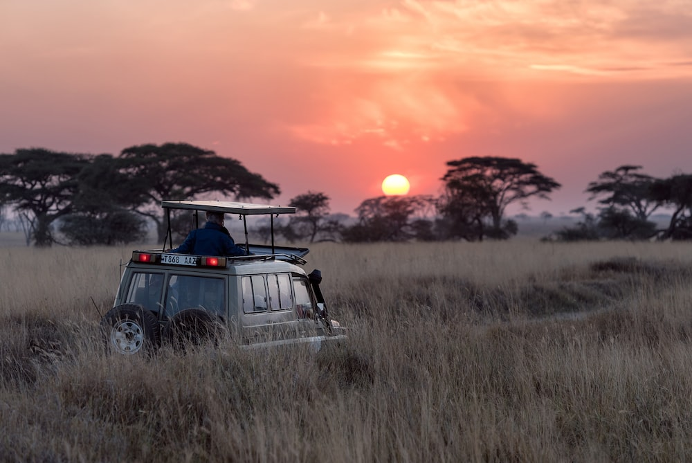 Read more about the article African Safaris for First -Timers: What You Need to Know