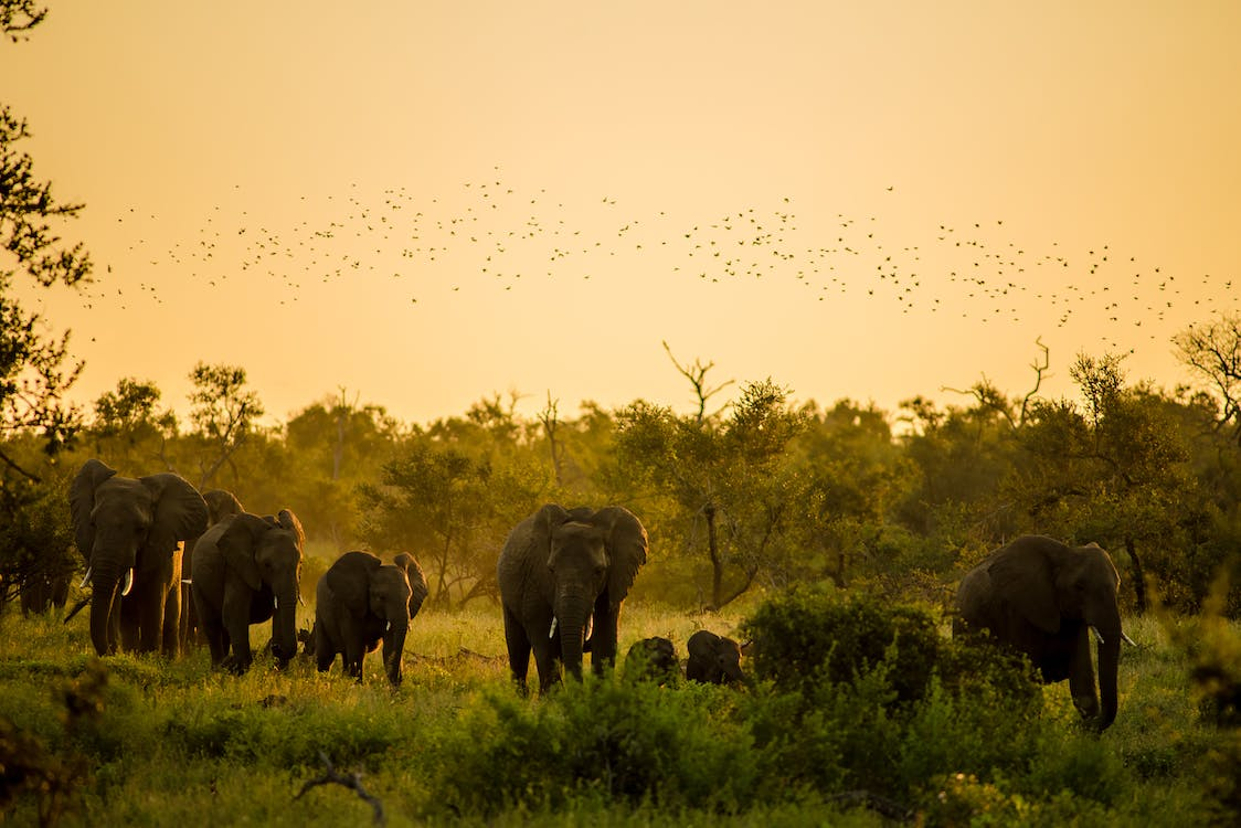 Elephants in the park 