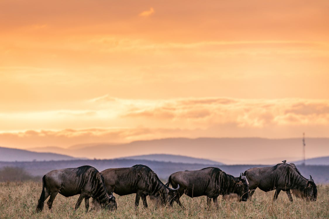 Gnus eating grass 