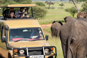People in a jeep taking photos of elephants