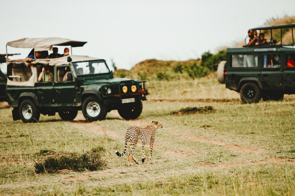 You are currently viewing Must-Have Items to Pack for a Safari