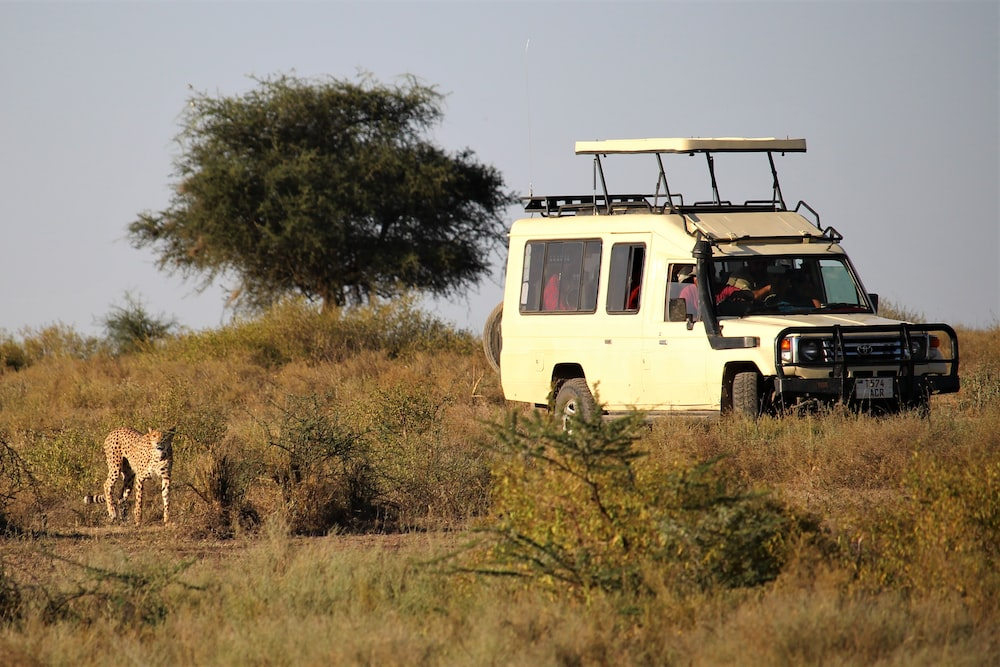 tourists scouting the wildlife 