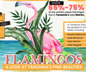 FLAMINGOS - A Look at Tanzania's pink beauties