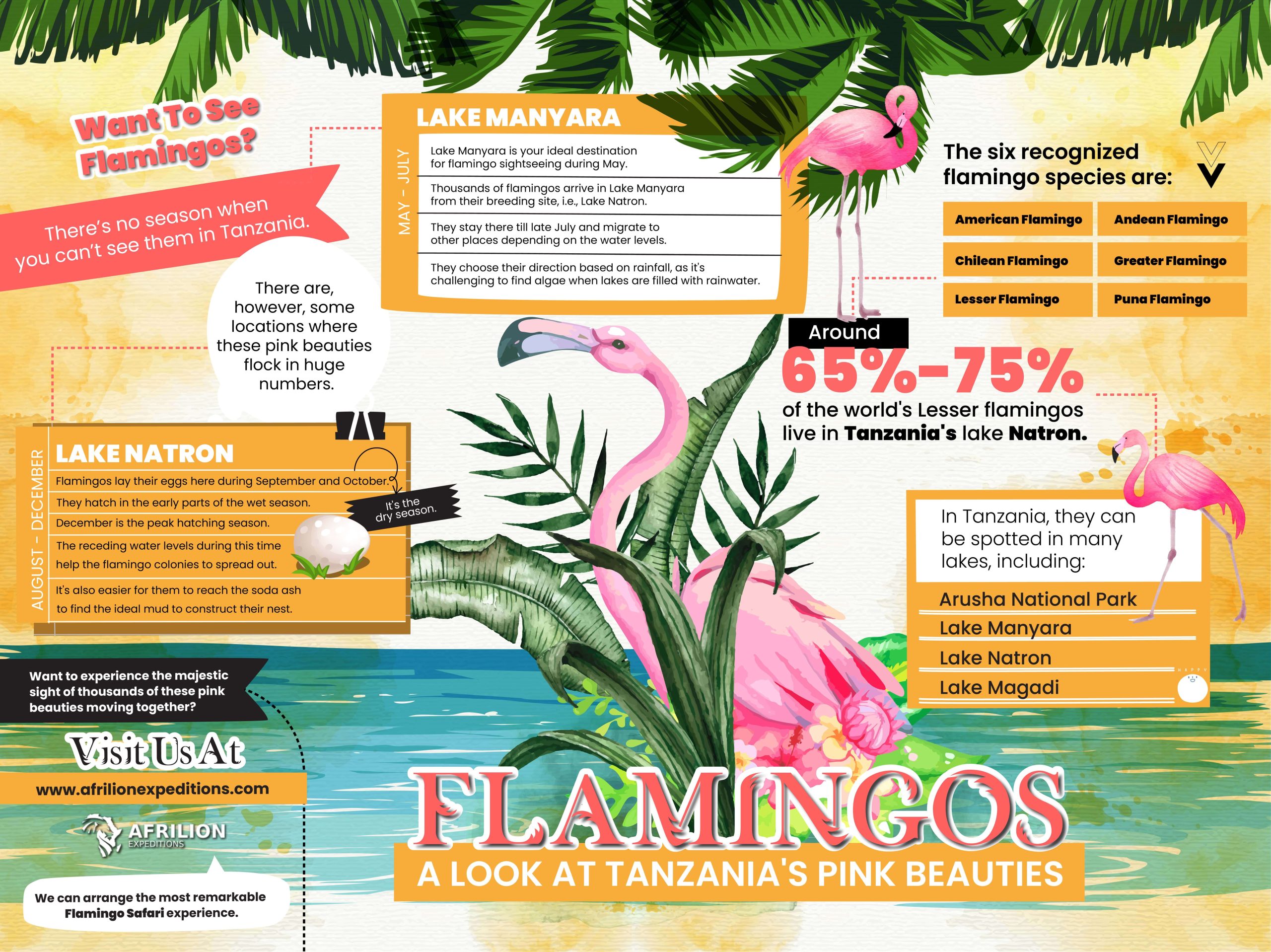 FLAMINGOS - A Look at Tanzania's pink beauties