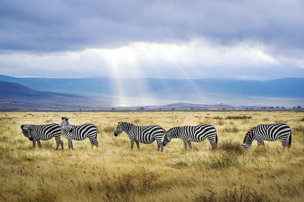 You are currently viewing Meaningful Experiences You Can Have Only in Tanzania