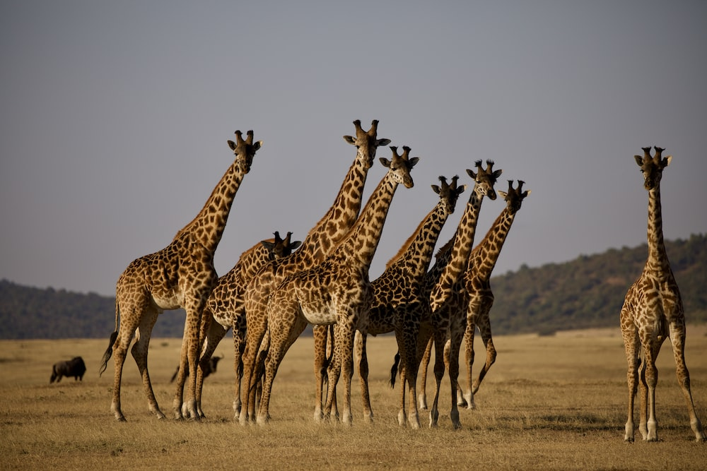 You are currently viewing Reasons Why Tanzania Is The Best Country for Safaris
