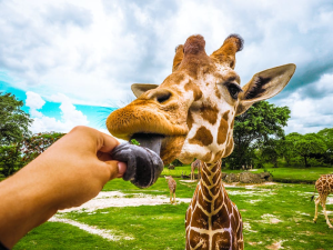 A person feeding a Giraffe