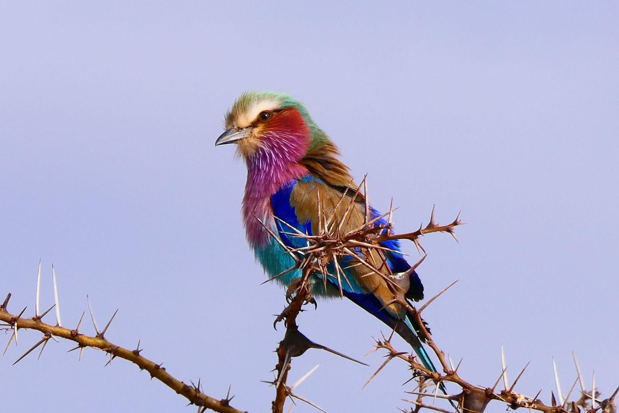 Bird destination safari tour