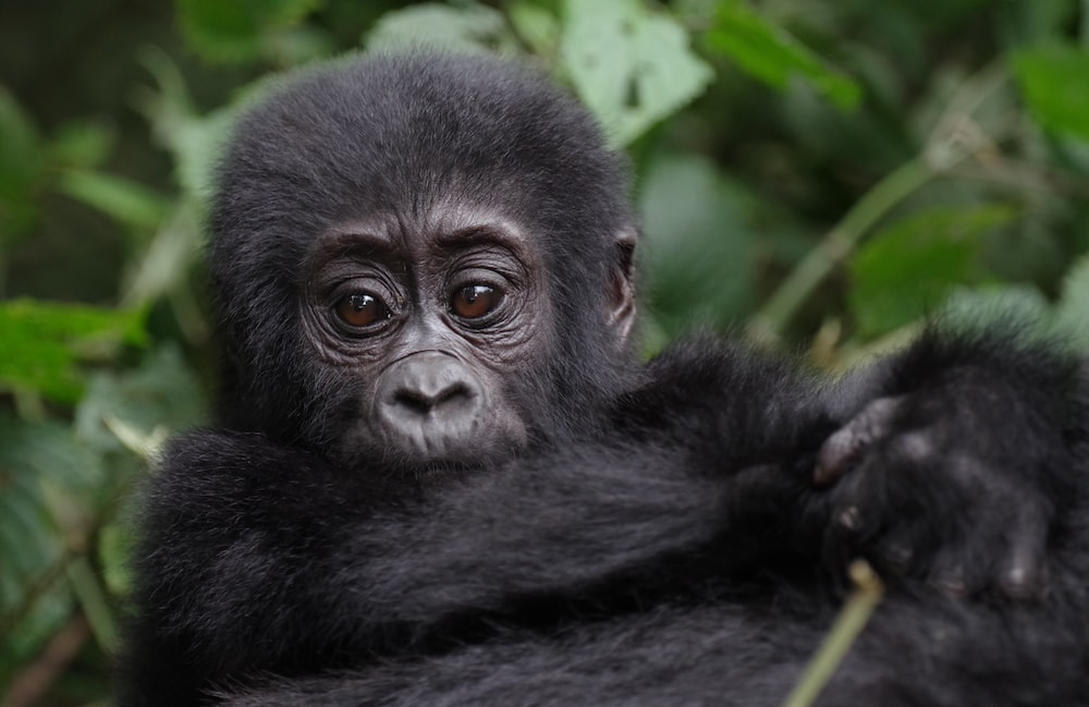 You are currently viewing Beyond the Big Five: Uncovering East Africa’s Rare and Endangered Wildlife