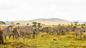 A zeal of zebras.