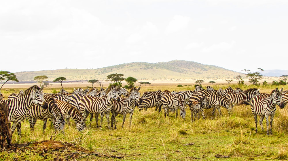 You are currently viewing Uncovering the Secrets of the Serengeti: A Safari Adventure in the Heart of East Africa