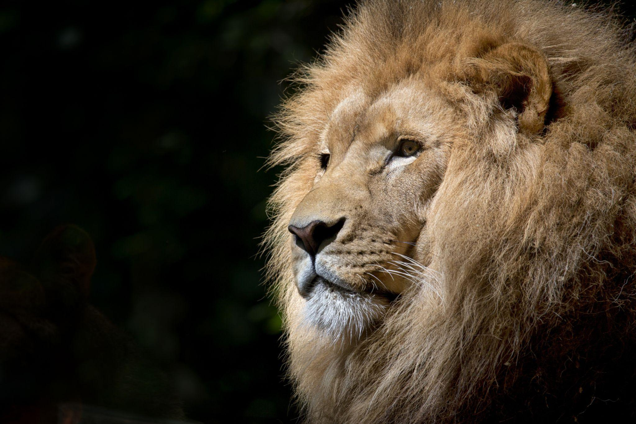  A lion spotted in East Africa