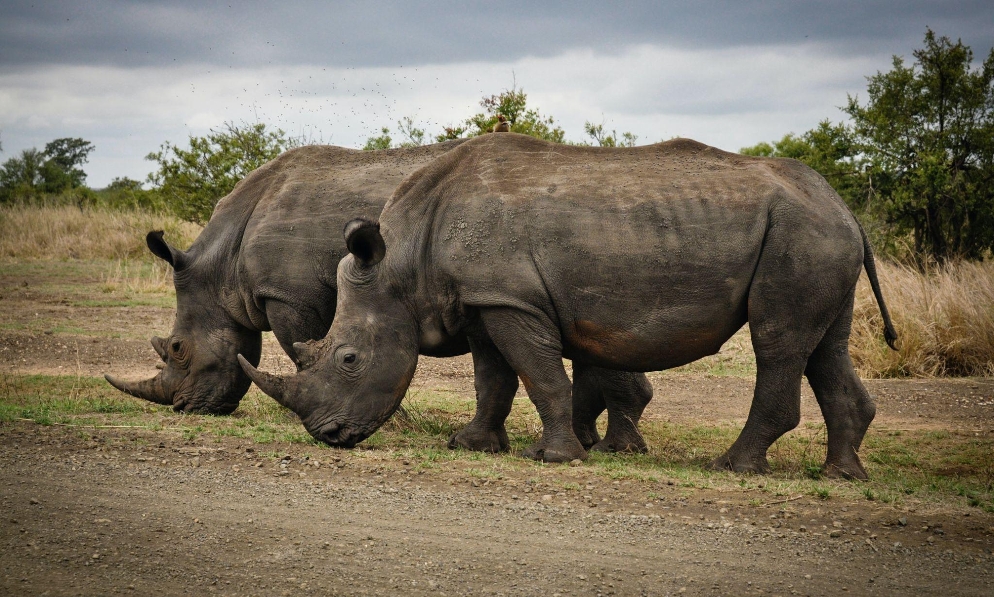 Read more about the article A Safari of a Lifetime: Spotting the Big Five and More in East Africa’s Unforgettable National Parks
